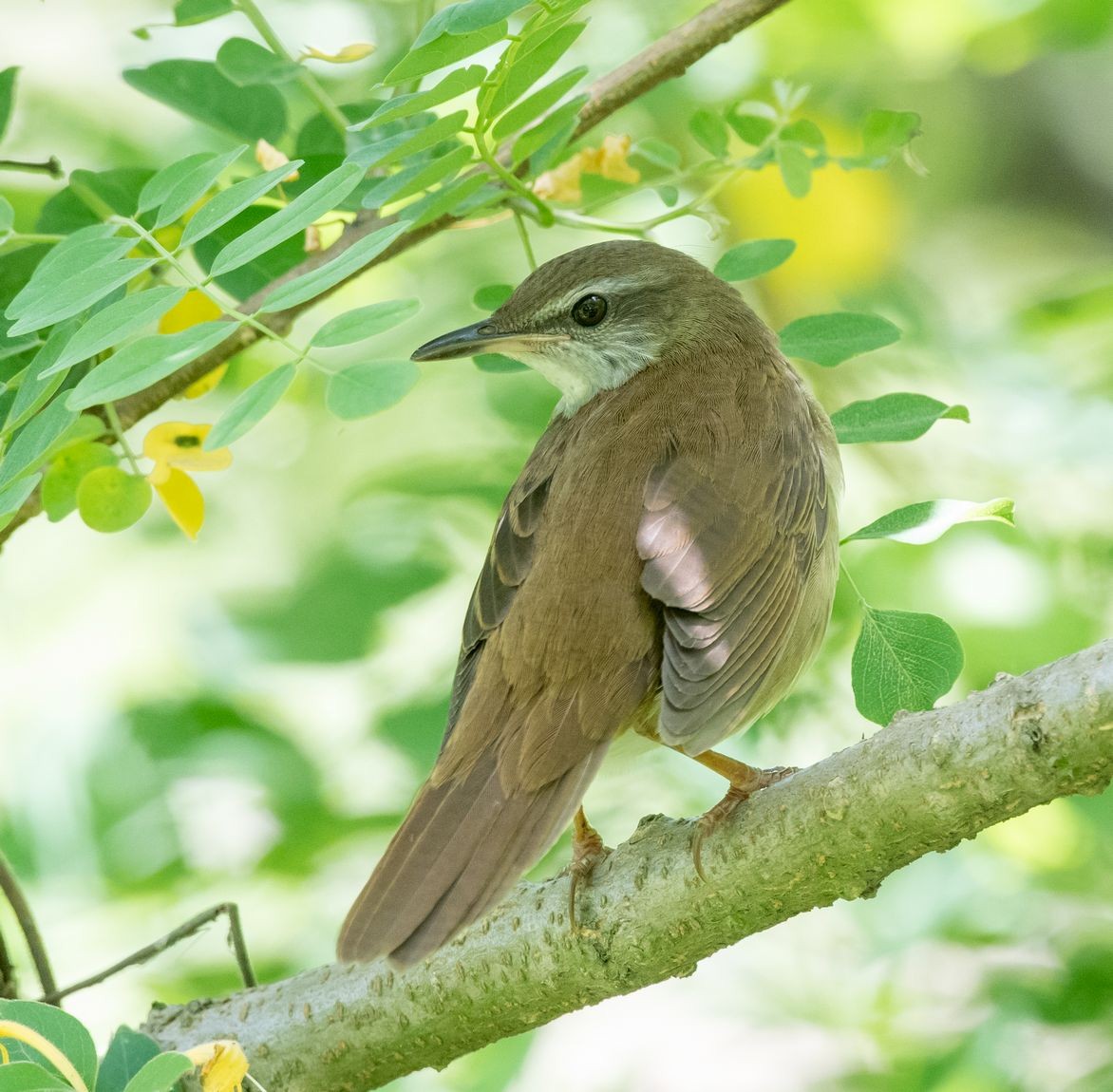 Gray's Grasshopper Warbler - Kai Pflug