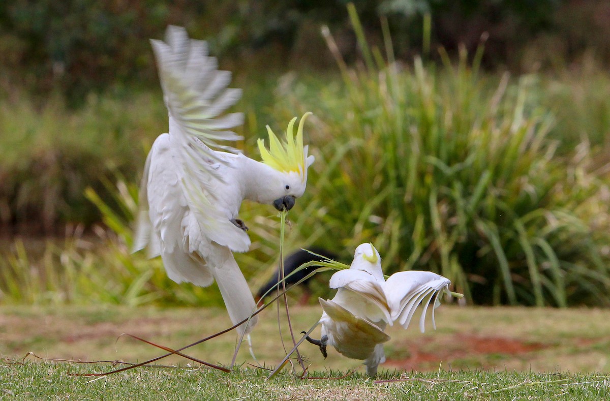 Sulphur-crested Cockatoo - ML101871901