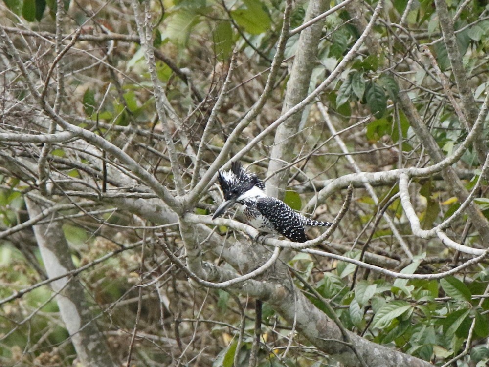 Crested Kingfisher - ML101873881