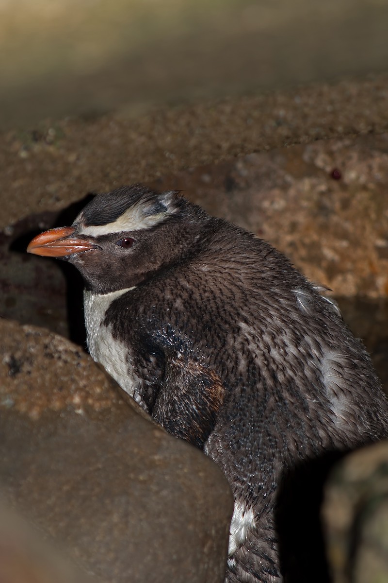 Fiordland Penguin - Rohan Clarke