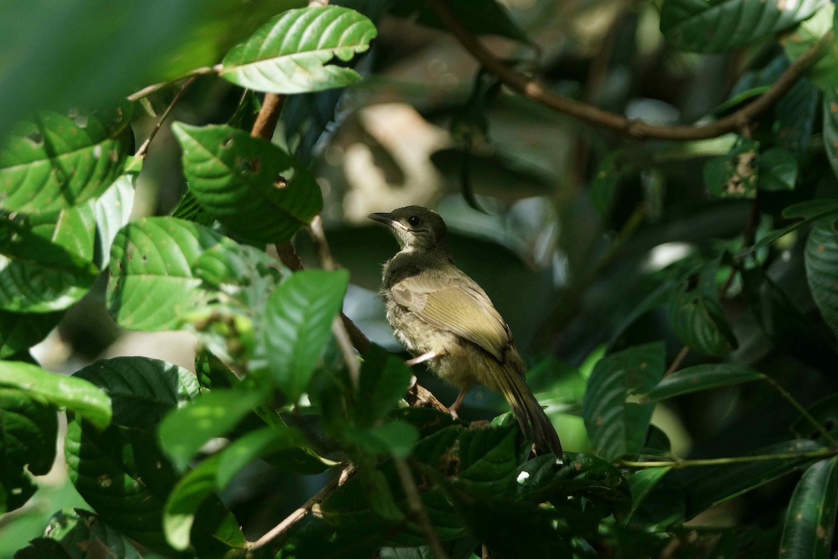 Olive-winged Bulbul - Kian Guan Tay