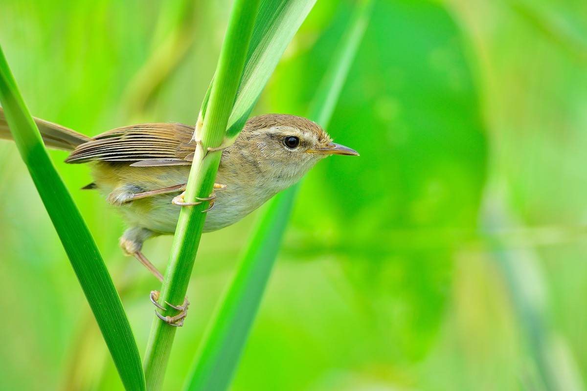 Brownish-flanked Bush Warbler - ML101877541