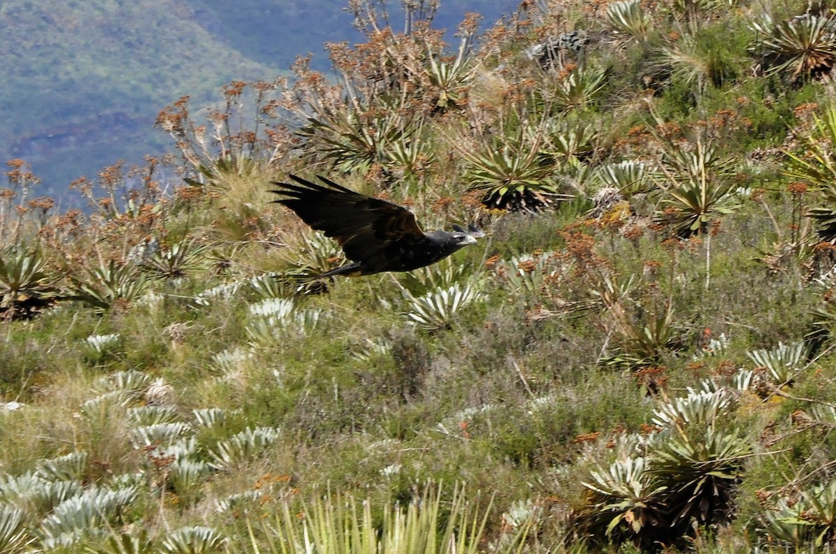 Black-chested Buzzard-Eagle - ML101877581