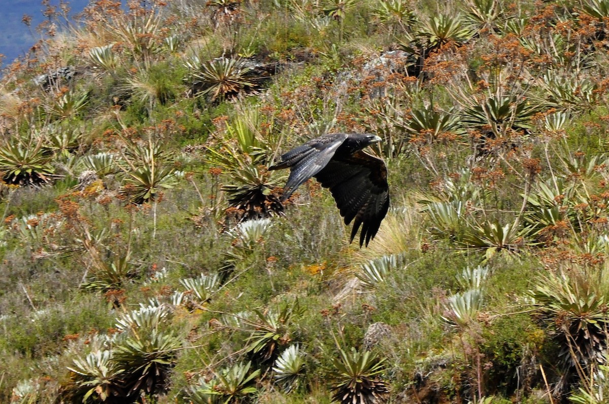 Black-chested Buzzard-Eagle - ML101877841