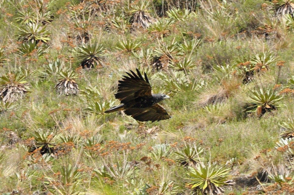 Black-chested Buzzard-Eagle - ML101878171