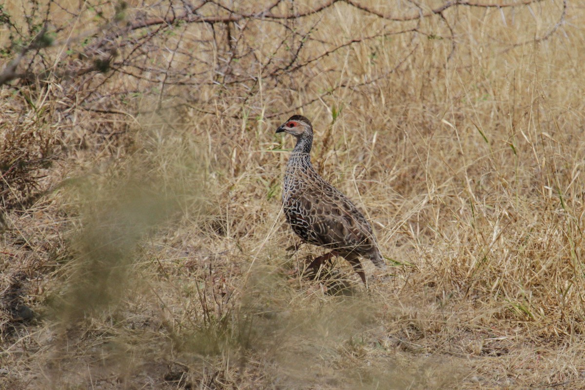 Clapperton's Spurfowl - Tommy Pedersen