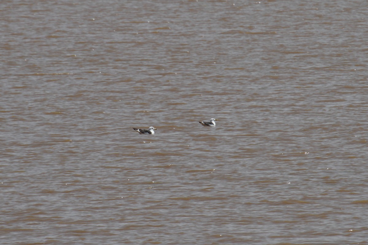 Lesser Black-backed Gull (Heuglin's) - ML101878271