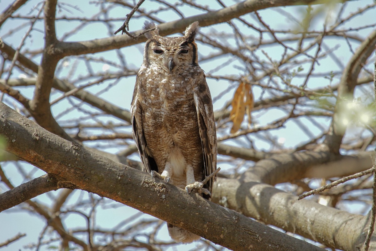 Grayish Eagle-Owl - ML101878391