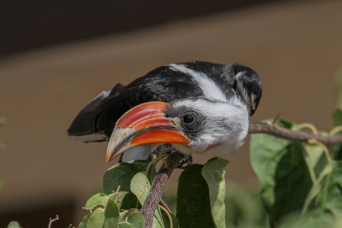 Von der Decken's Hornbill - ML101878461