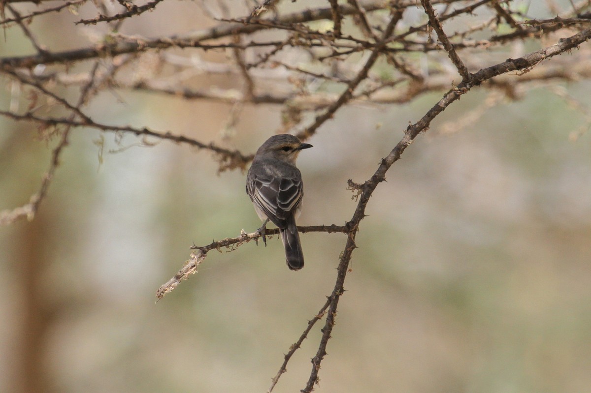 African Gray Flycatcher (Ethiopian) - ML101878491