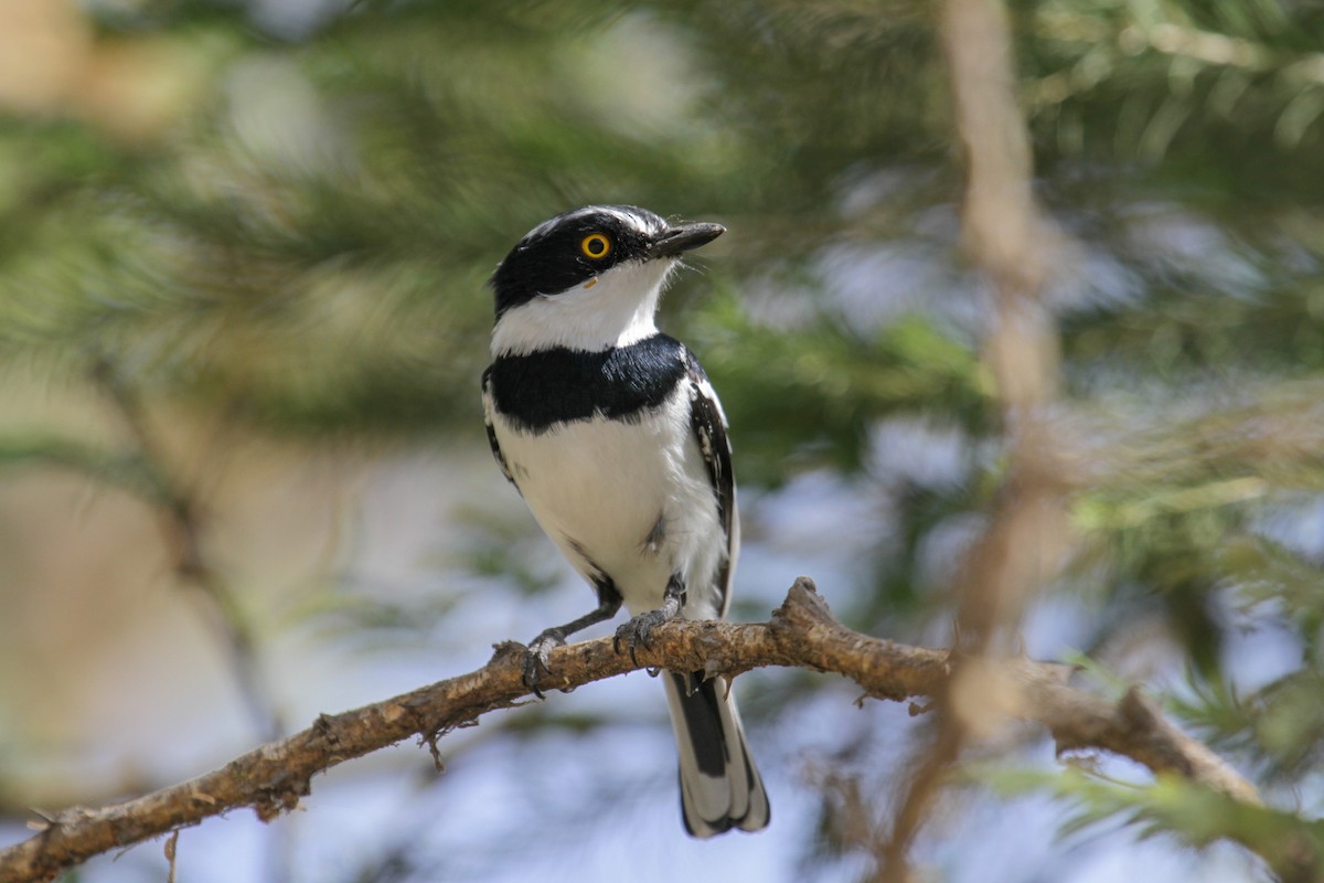 Western Black-headed Batis - Tommy Pedersen