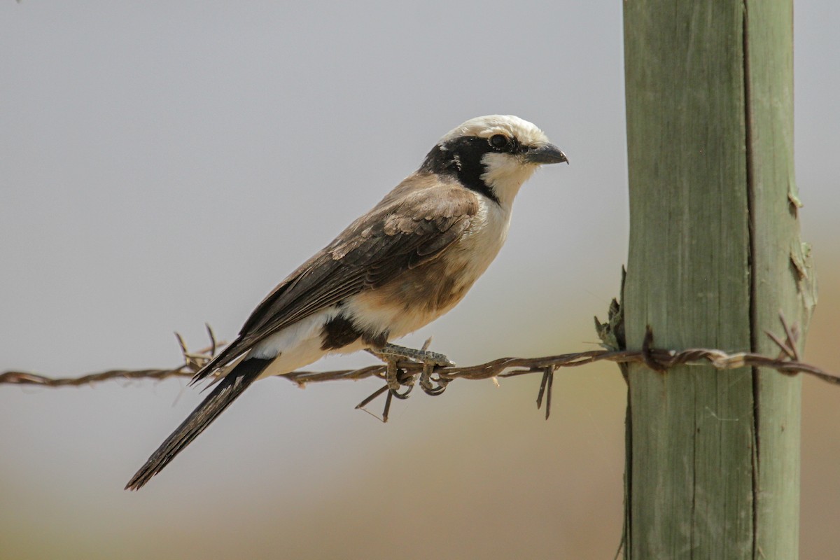 White-rumped Shrike - ML101878521