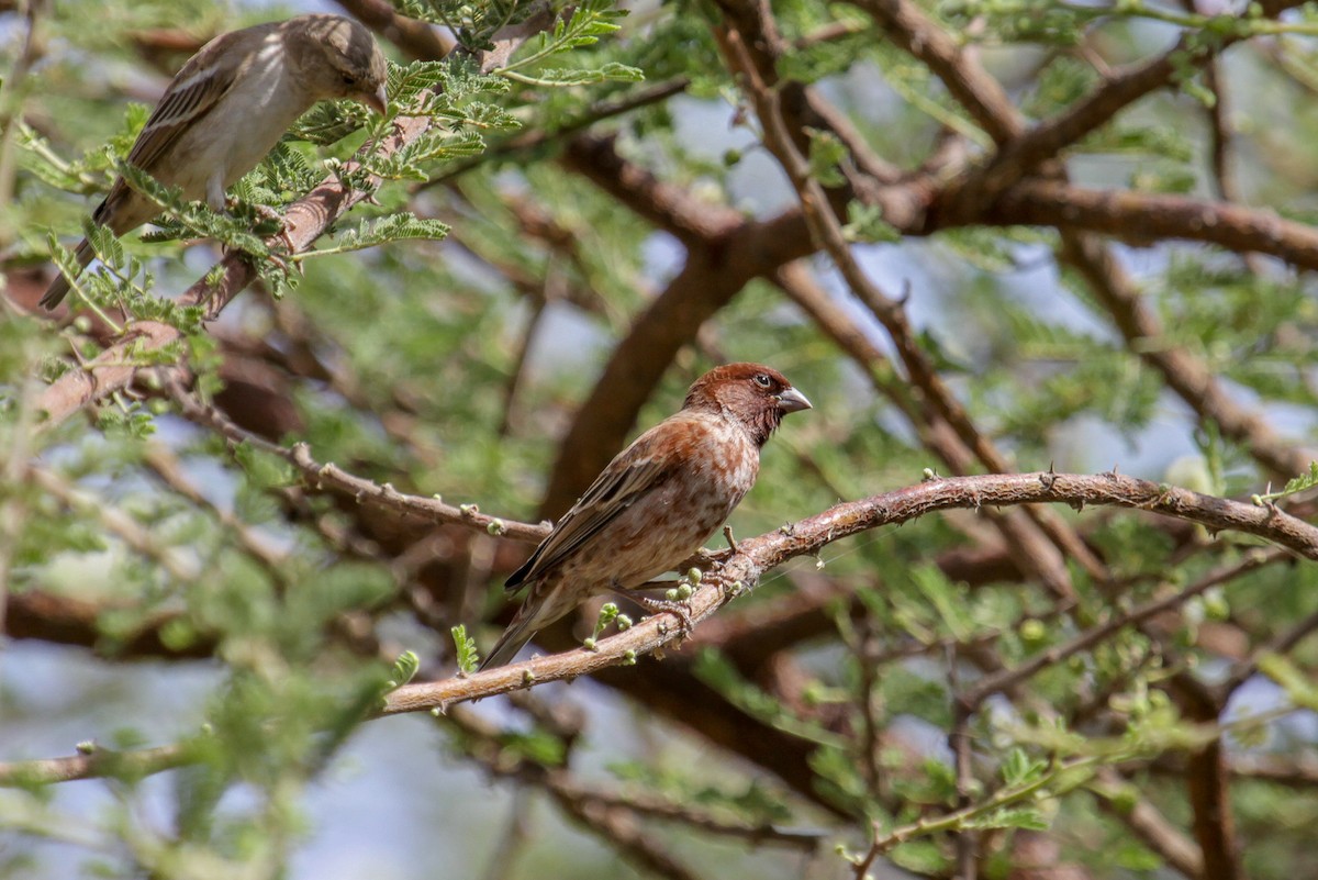Chestnut Sparrow - ML101878981