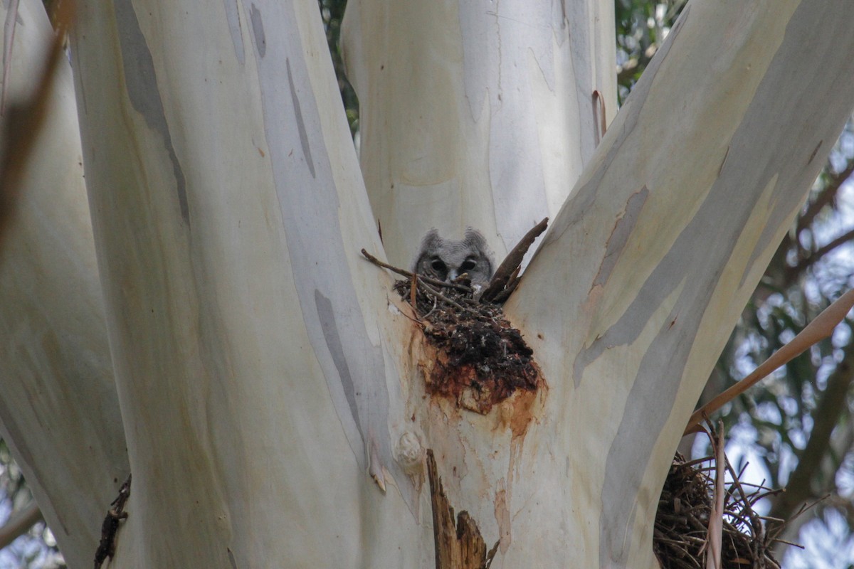 Verreaux's Eagle-Owl - ML101879191