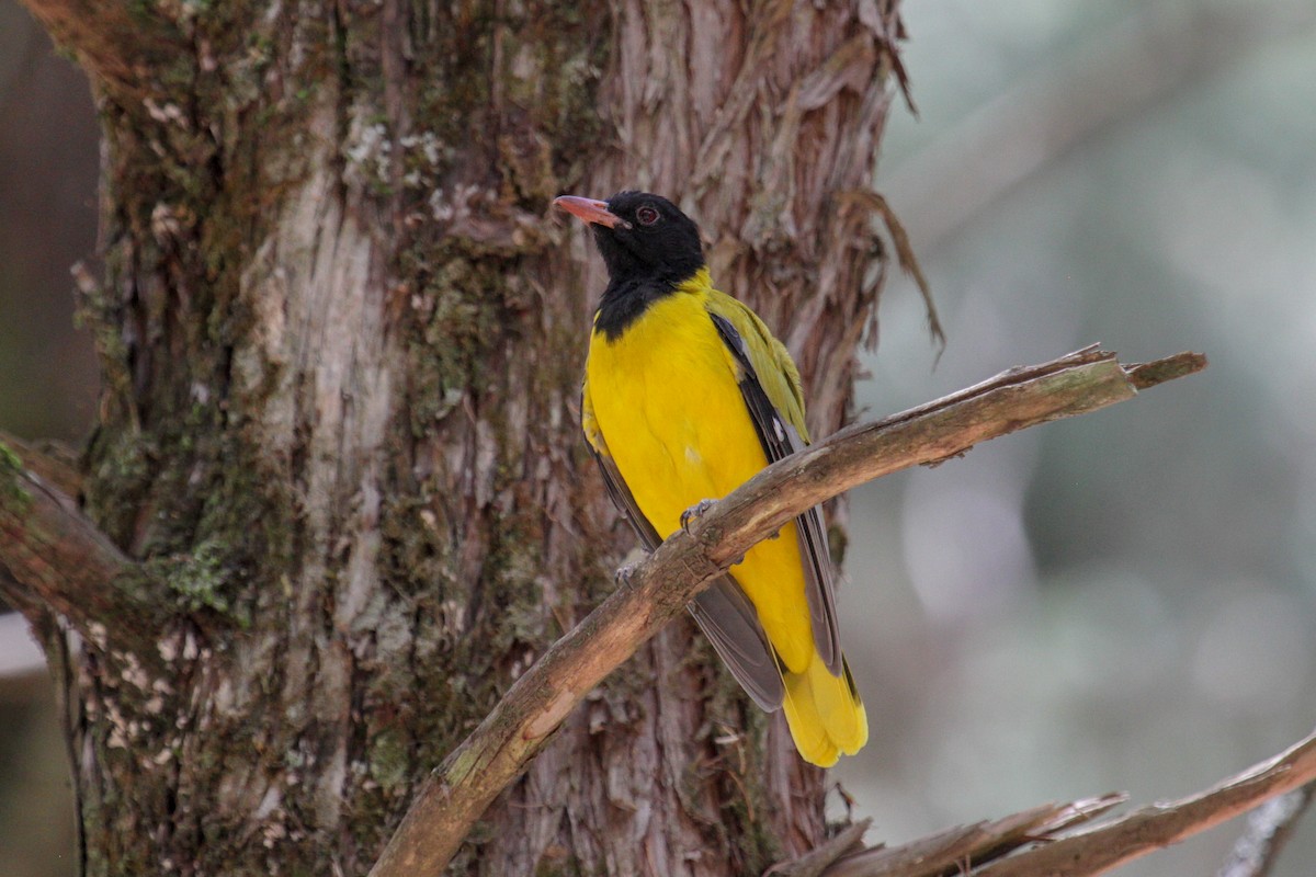 Ethiopian Black-headed Oriole - ML101879281