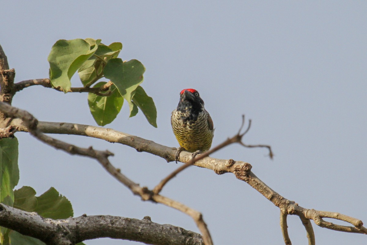 Banded Barbet - Tommy Pedersen