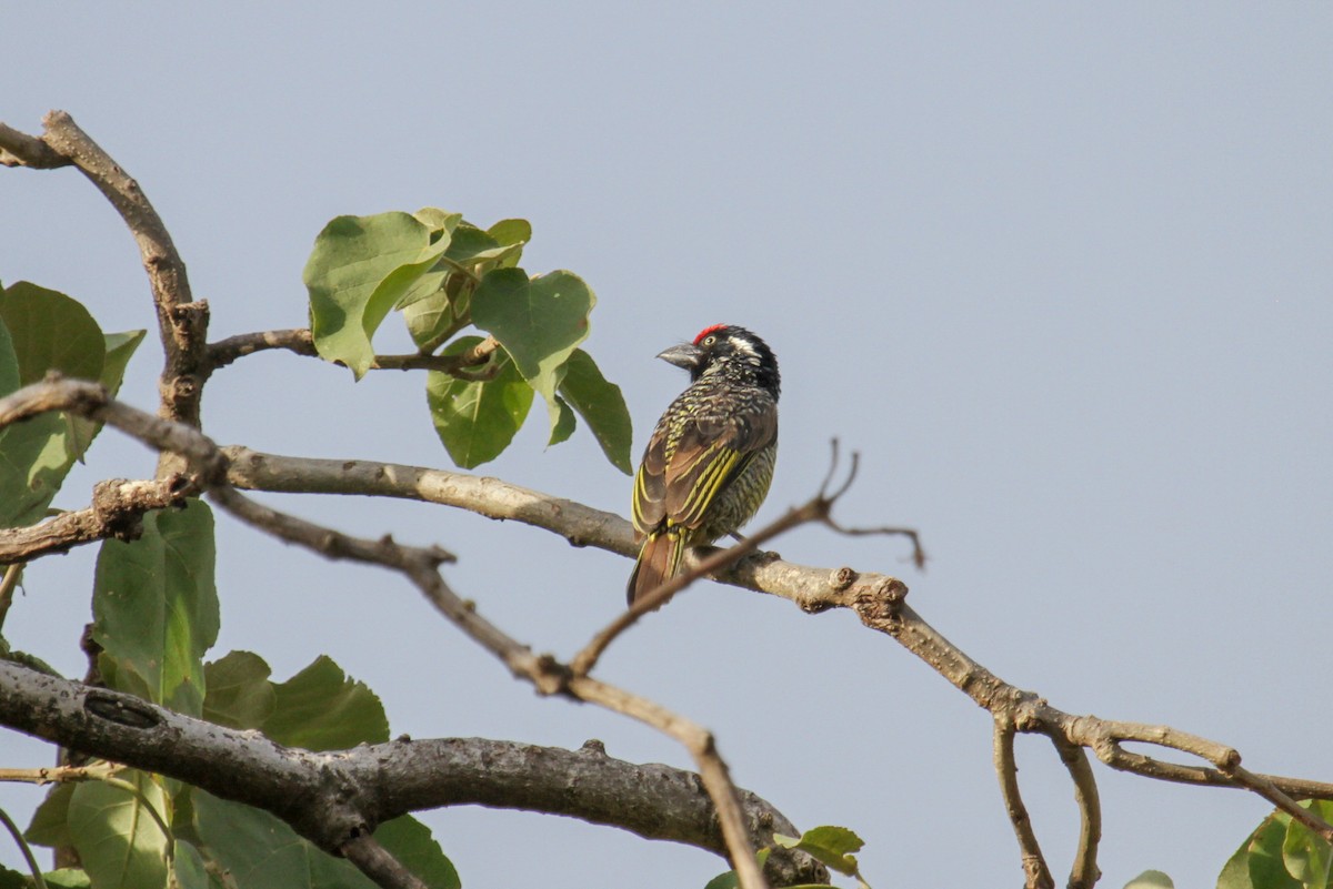 Banded Barbet - ML101879711