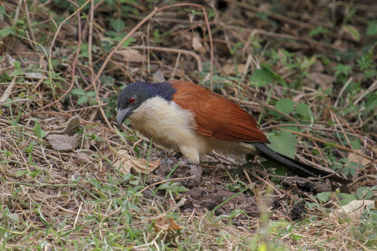 Blue-headed Coucal - ML101879731