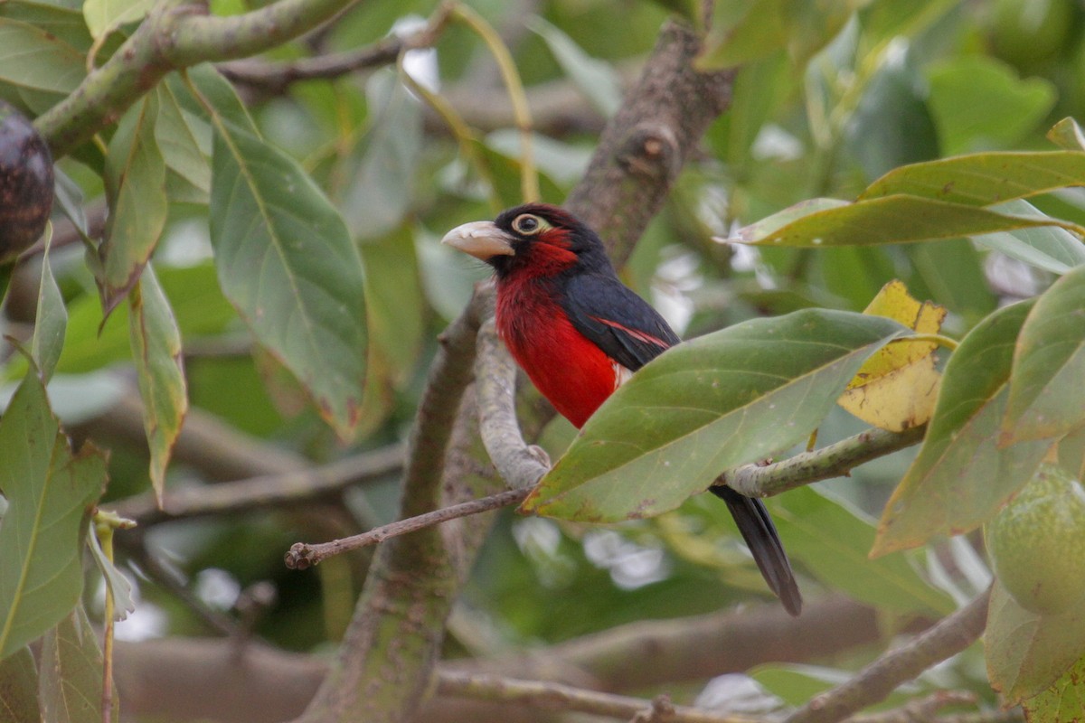 Double-toothed Barbet - ML101879741