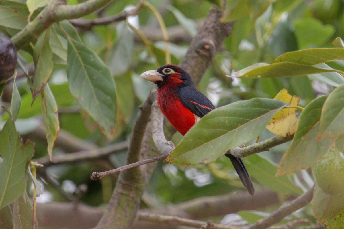 Dişli Barbet - ML101879741