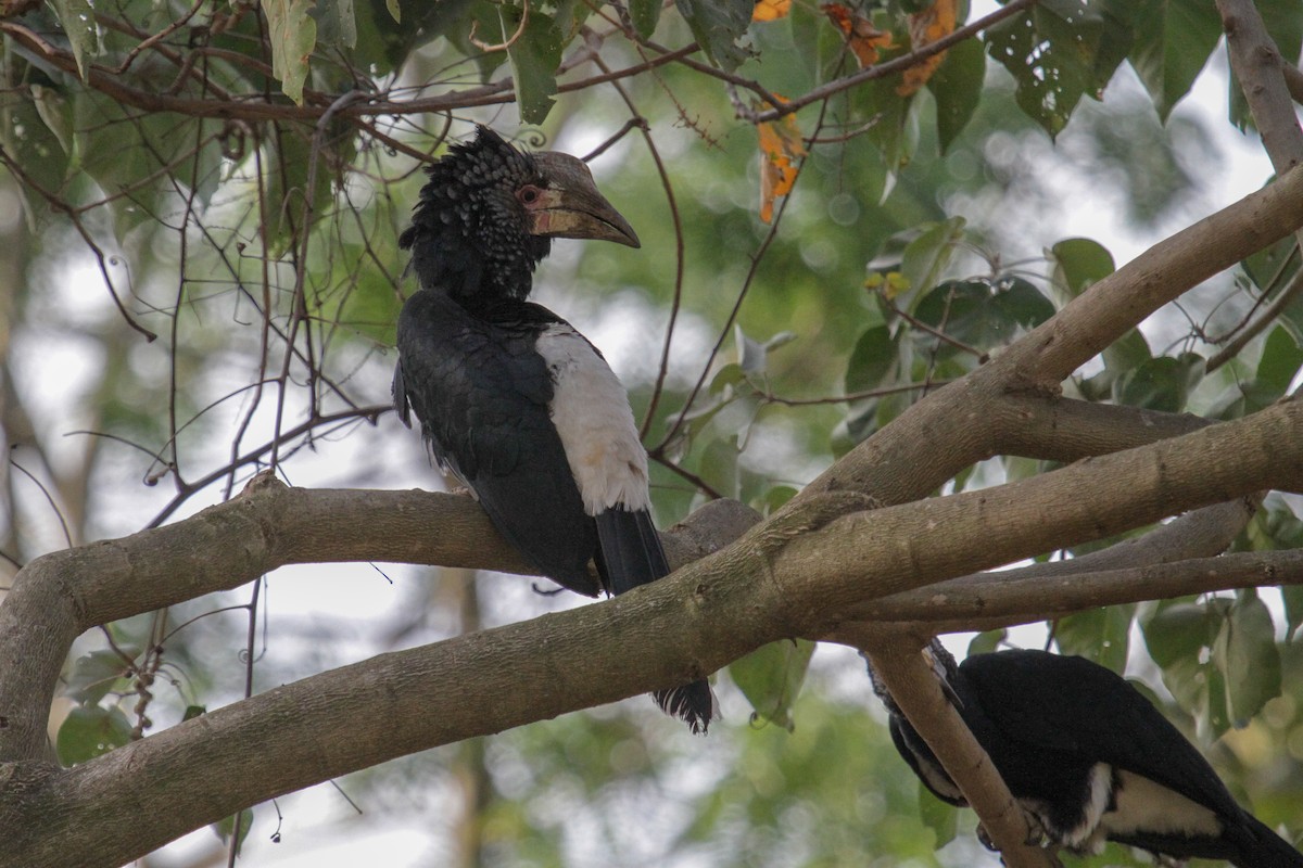 Silvery-cheeked Hornbill - ML101879751