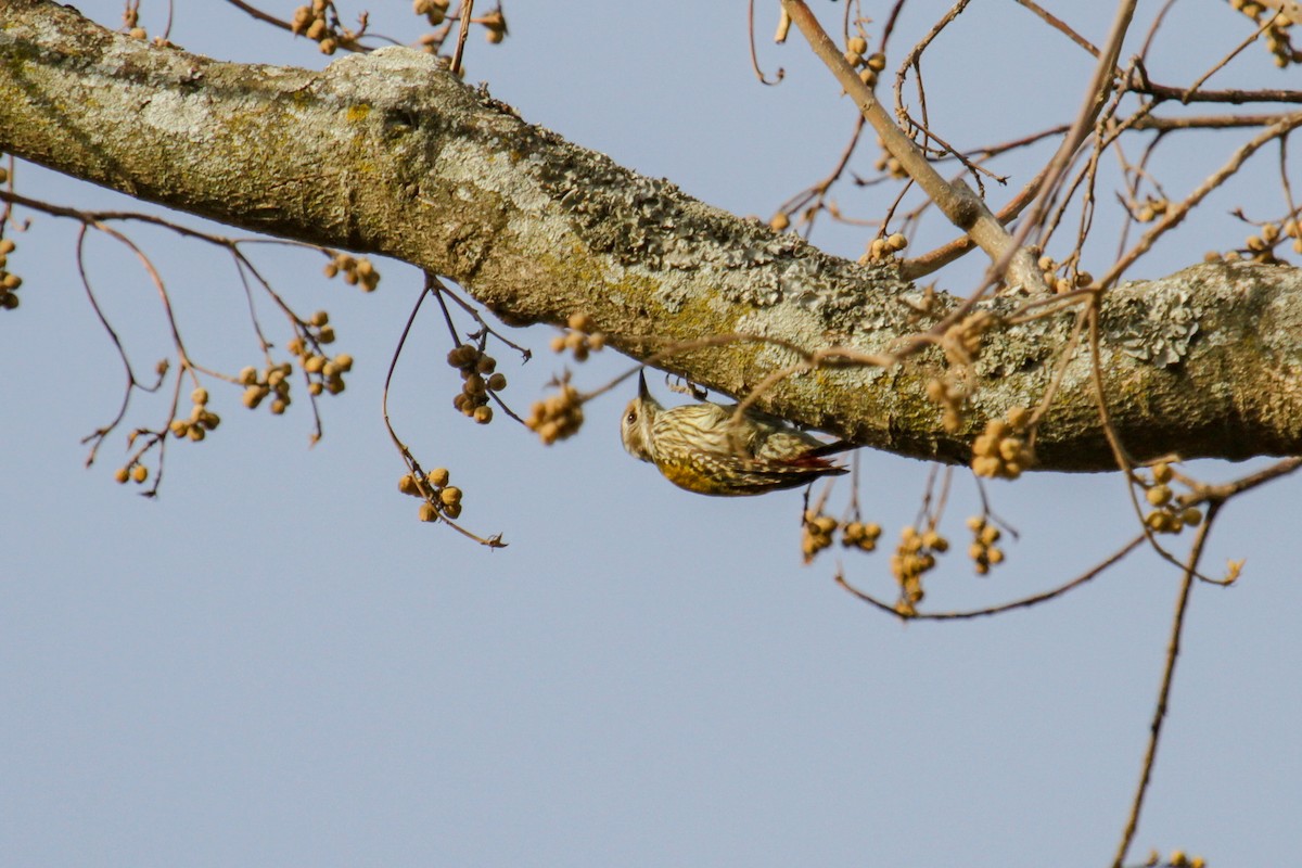 Abyssinian Woodpecker - ML101879761