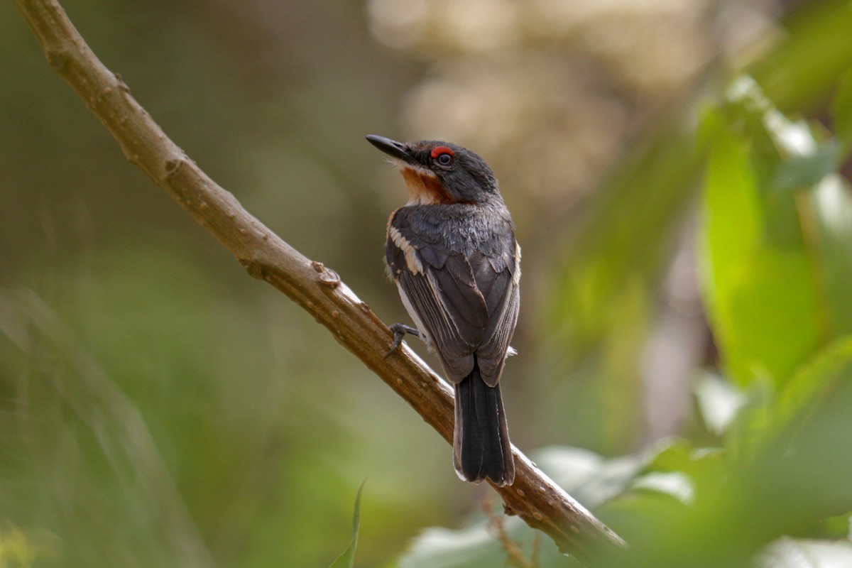 Brown-throated Wattle-eye - ML101879781