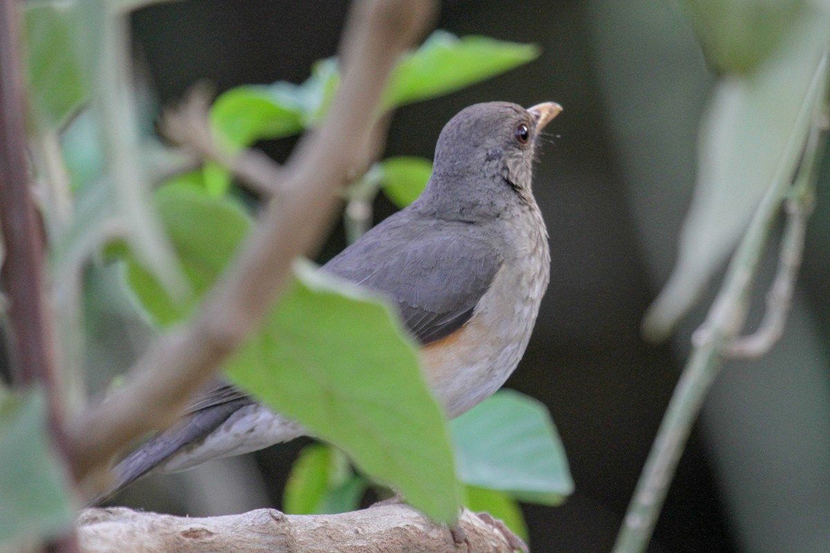 African Thrush - ML101879811