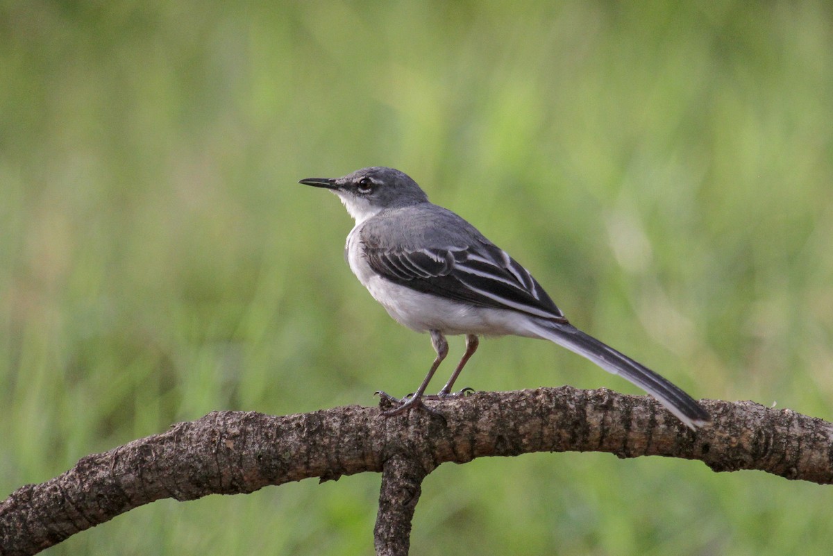 Mountain Wagtail - ML101879831