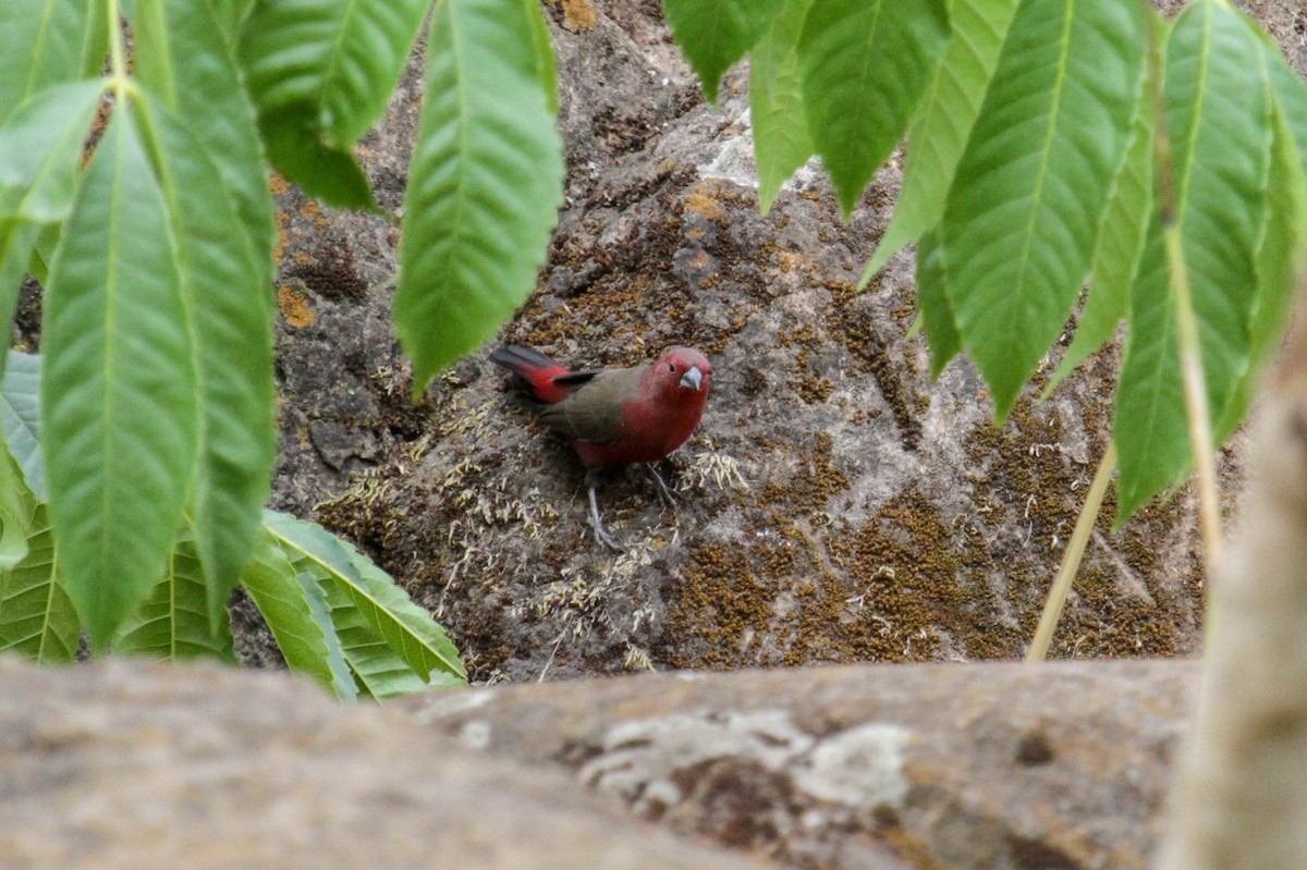 African Firefinch - ML101879851