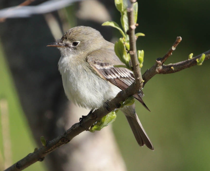 Alder Flycatcher - Mark Dennis