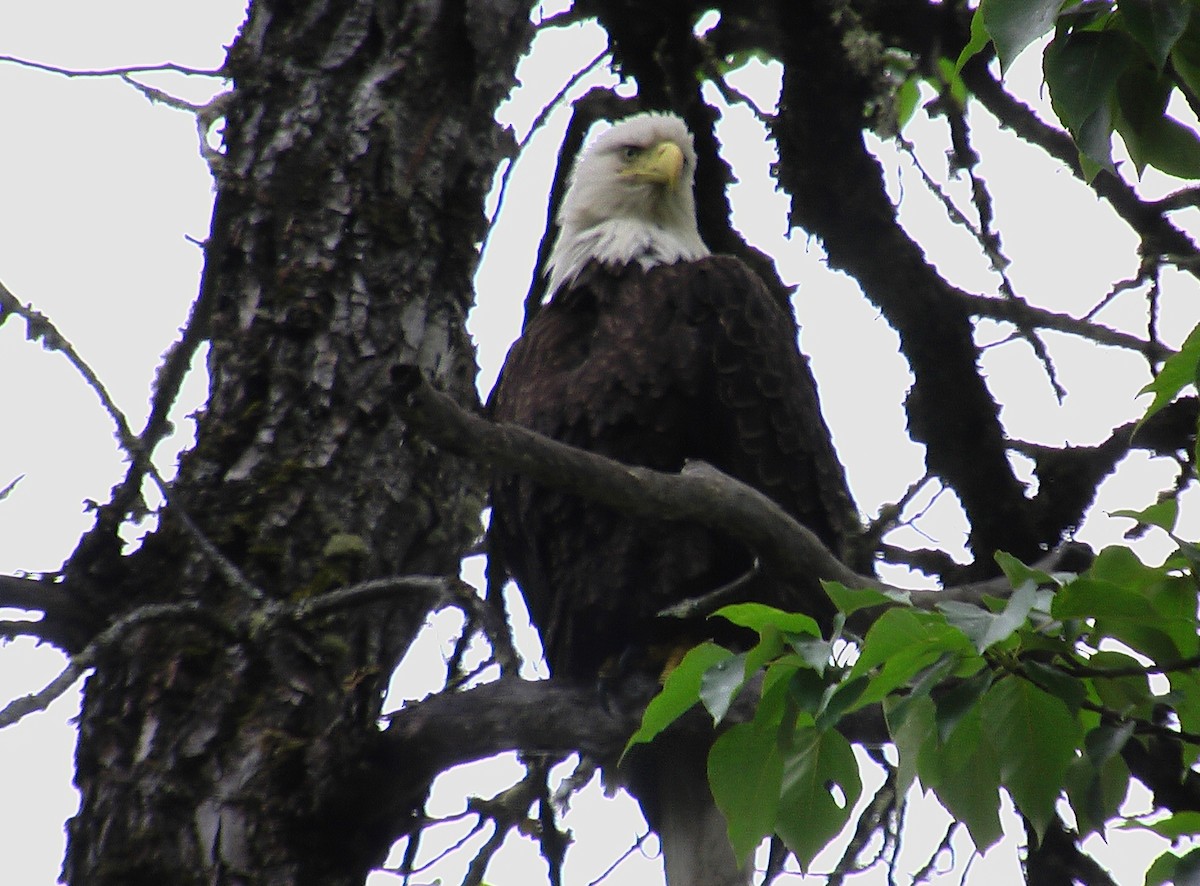 Bald Eagle - ML101881361