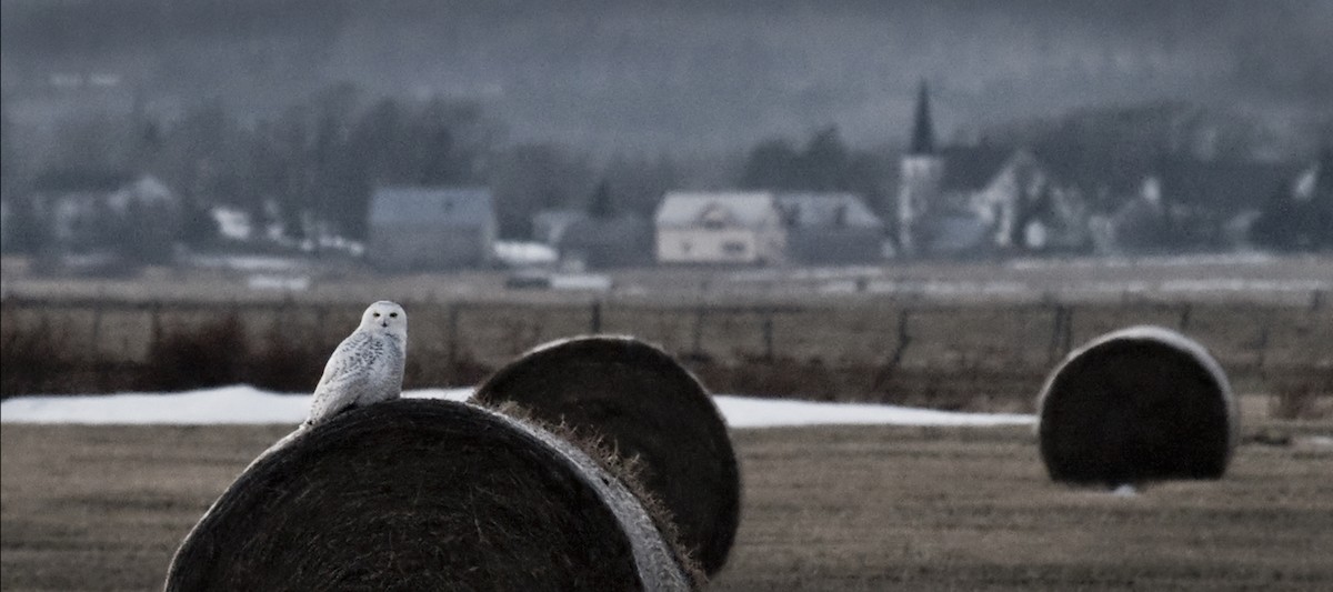 Snowy Owl - ML101881841