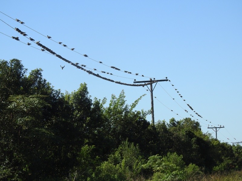 Eared Dove - ML101884891