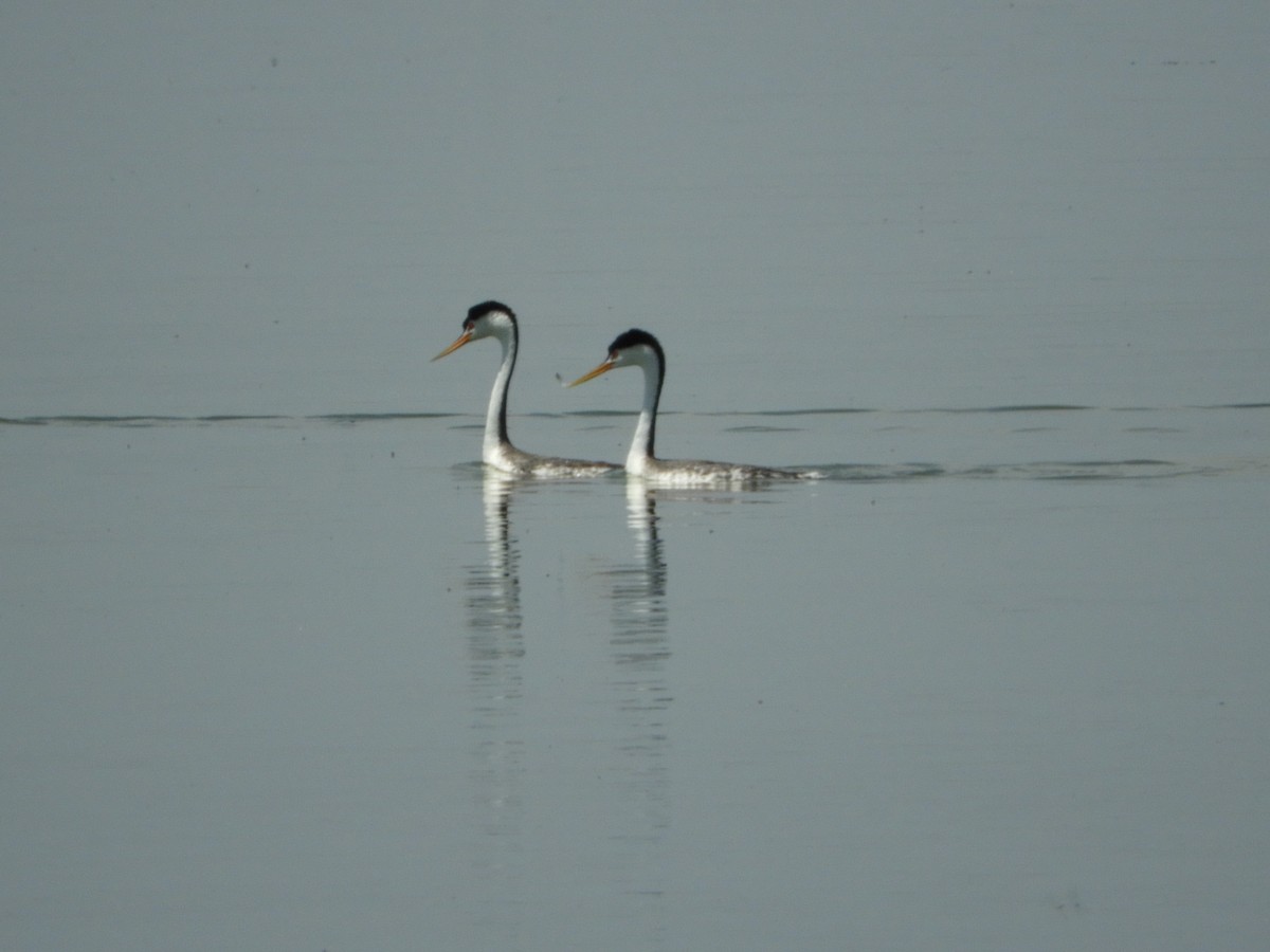 Clark's Grebe - ML101885581