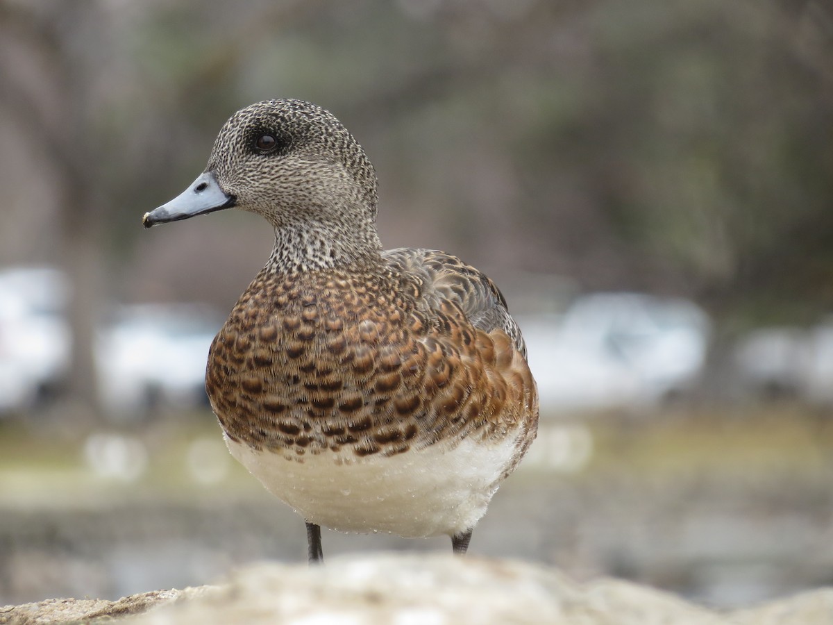 American Wigeon - William Hearn