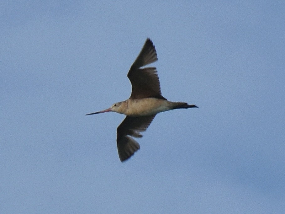 Marbled Godwit - ML101886221