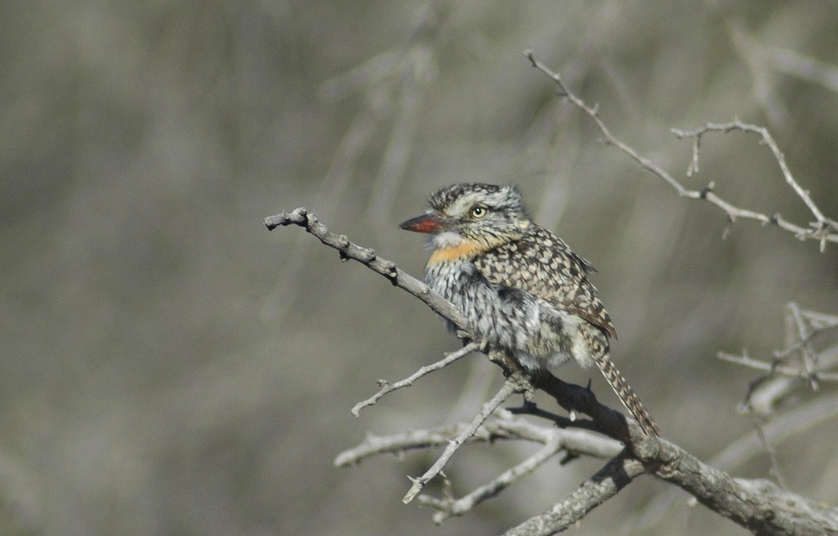 Spot-backed Puffbird (Chaco) - Santiago Imberti