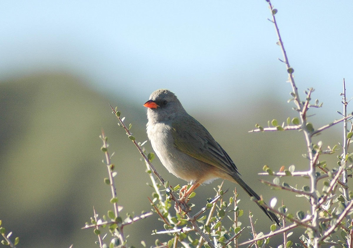 Great Pampa-Finch - Santiago Imberti