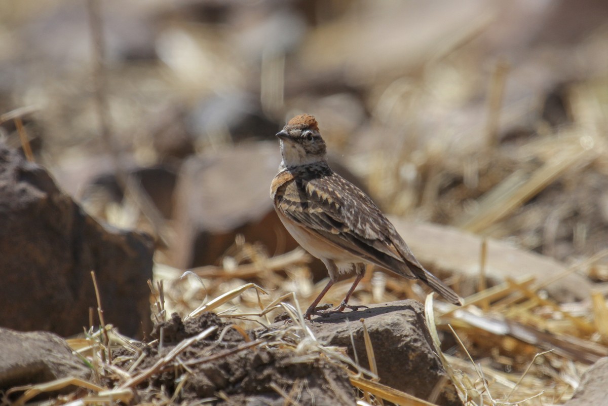 Blanford's Lark (Erlanger's) - Tommy Pedersen