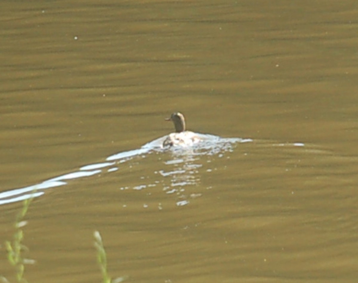 Red-breasted Merganser - ML101890761