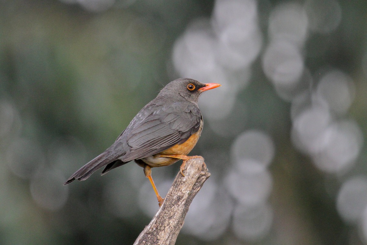 Abyssinian Thrush (Abyssinian) - ML101892481