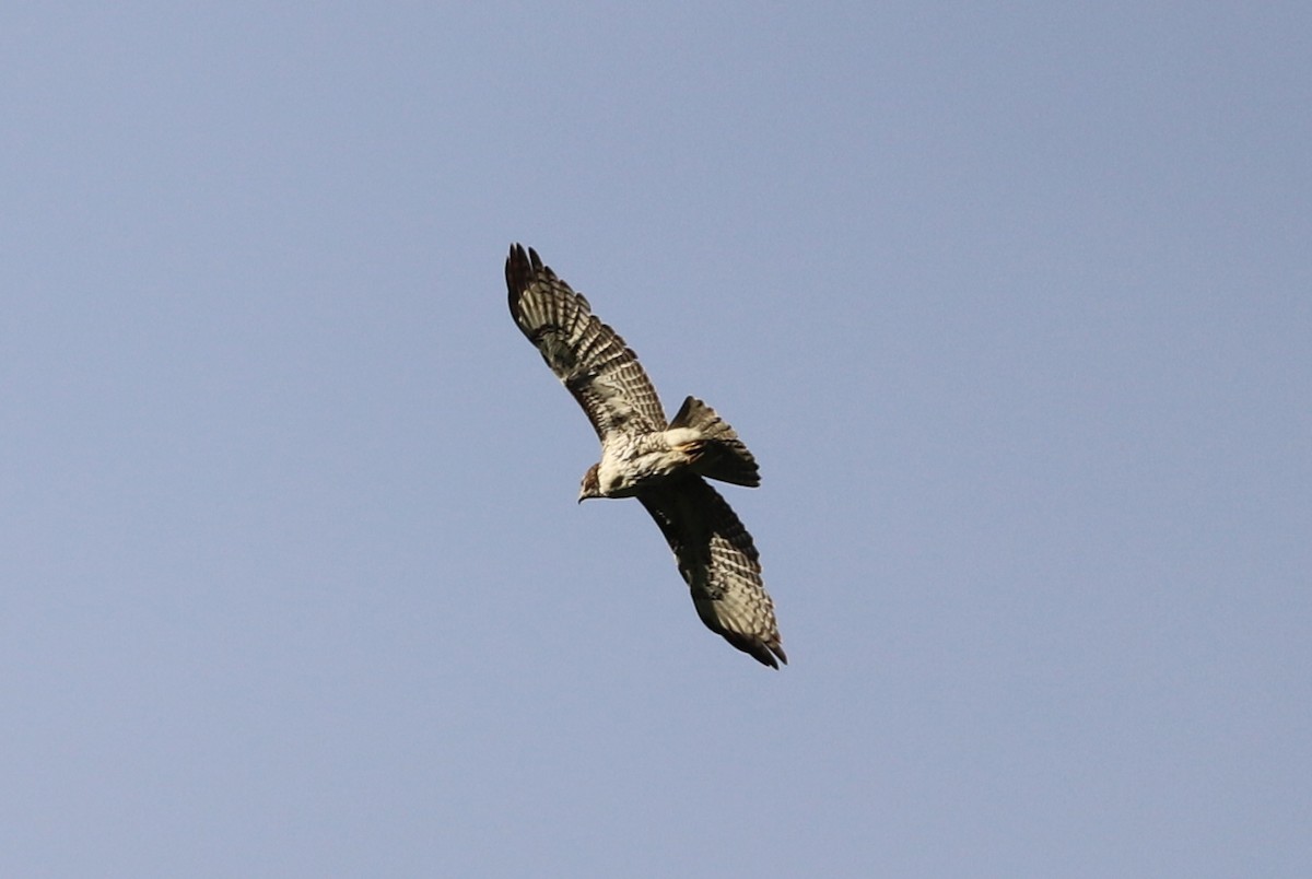 Red-tailed Hawk - ML101893491