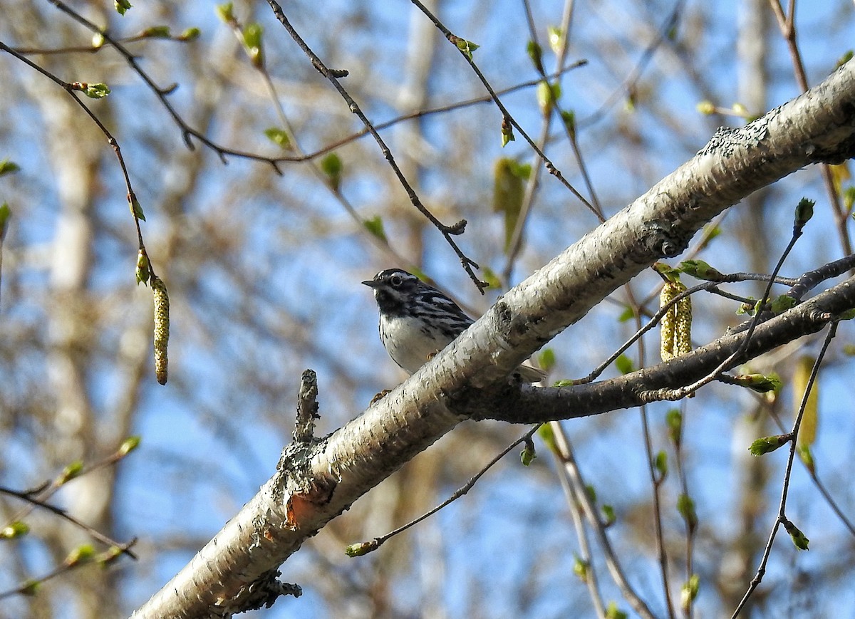 Paruline noir et blanc - ML101894801