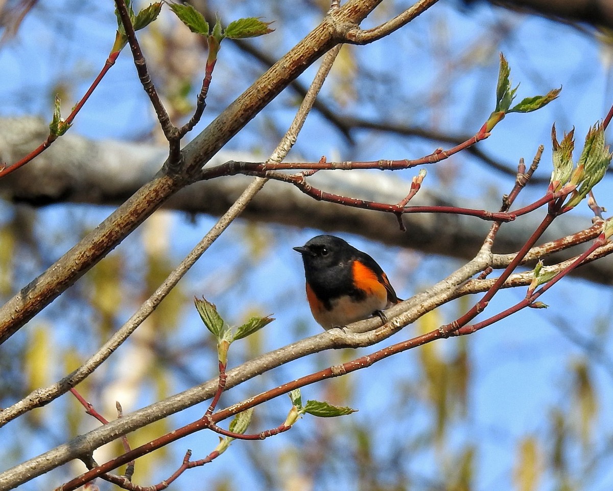 Paruline flamboyante - ML101894811