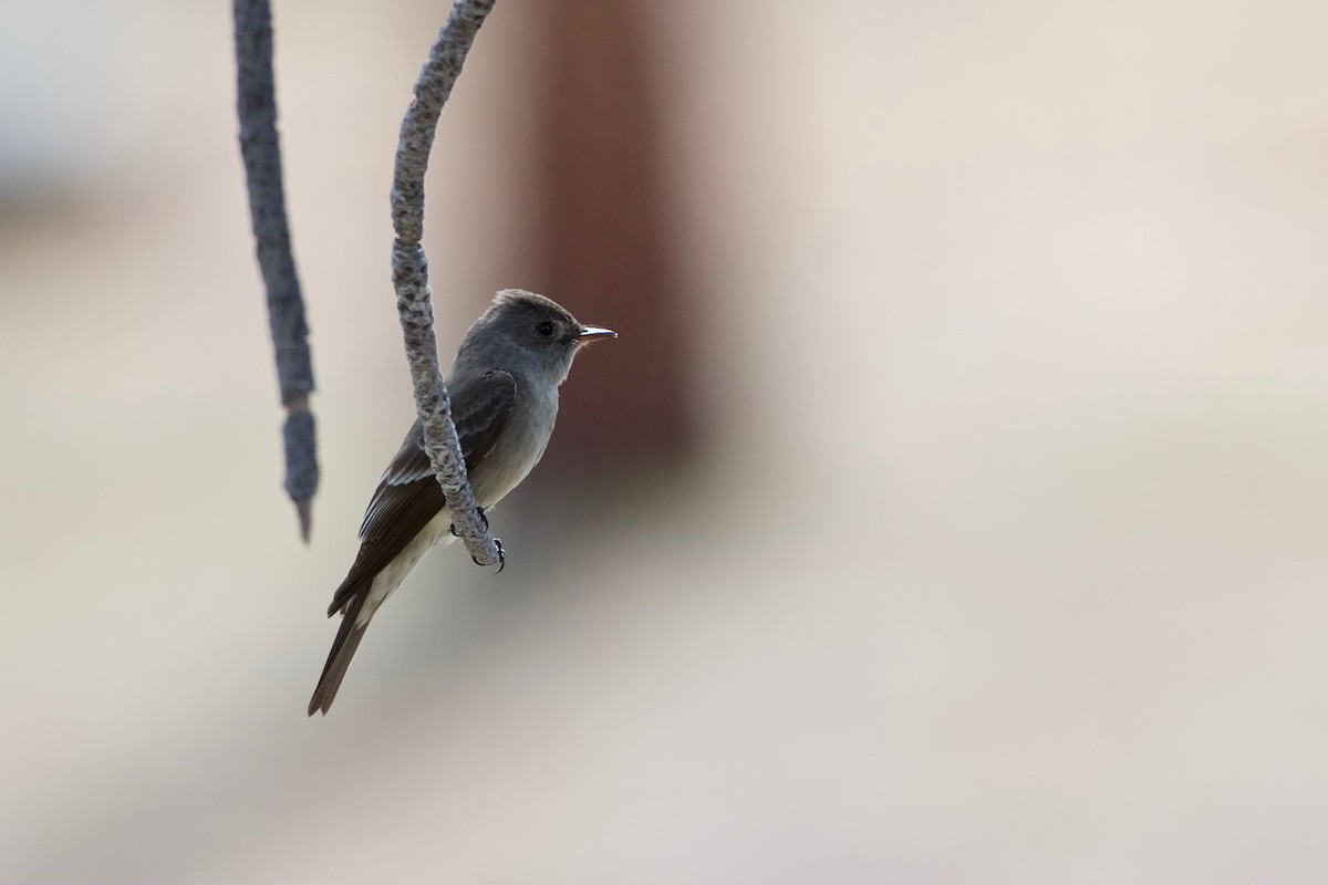 Western Wood-Pewee - ML101895251