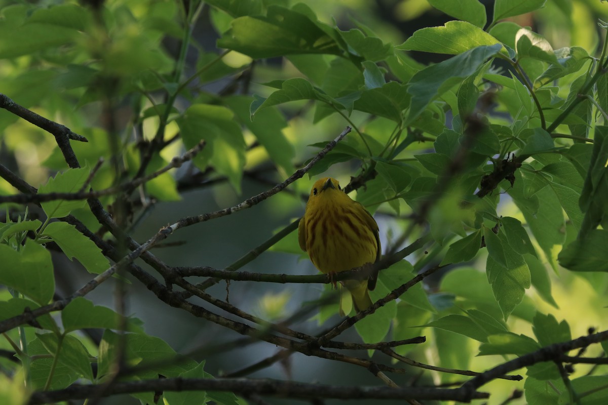 Yellow Warbler - ML101896141