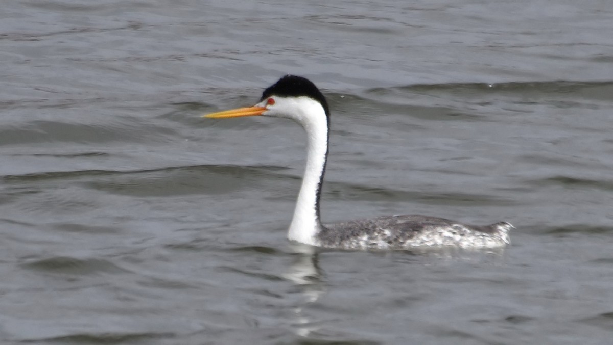 Clark's Grebe - ML101896201