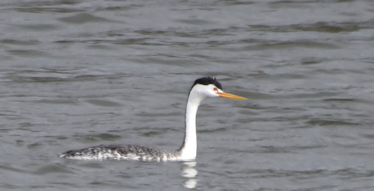 Clark's Grebe - ML101896221