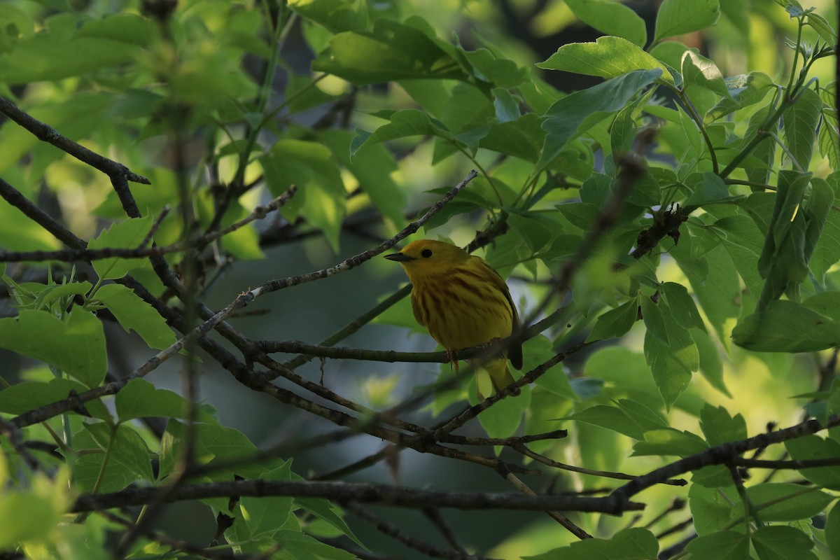 Yellow Warbler - ML101896231